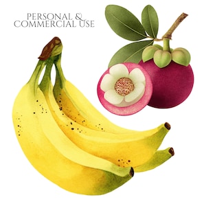 Tropical Fruit PNG Bundle,