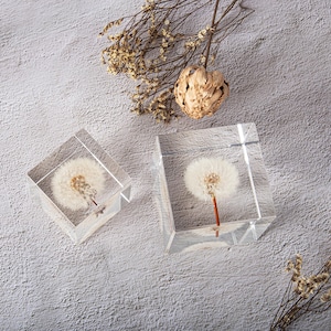 High Clarity Dandelion Cube, Real Dandelion in Acrylic, 2&quot;-3&quot; Clear Natural Home Decor, Quality Dandelion Specimen Ornament, Unique Gift