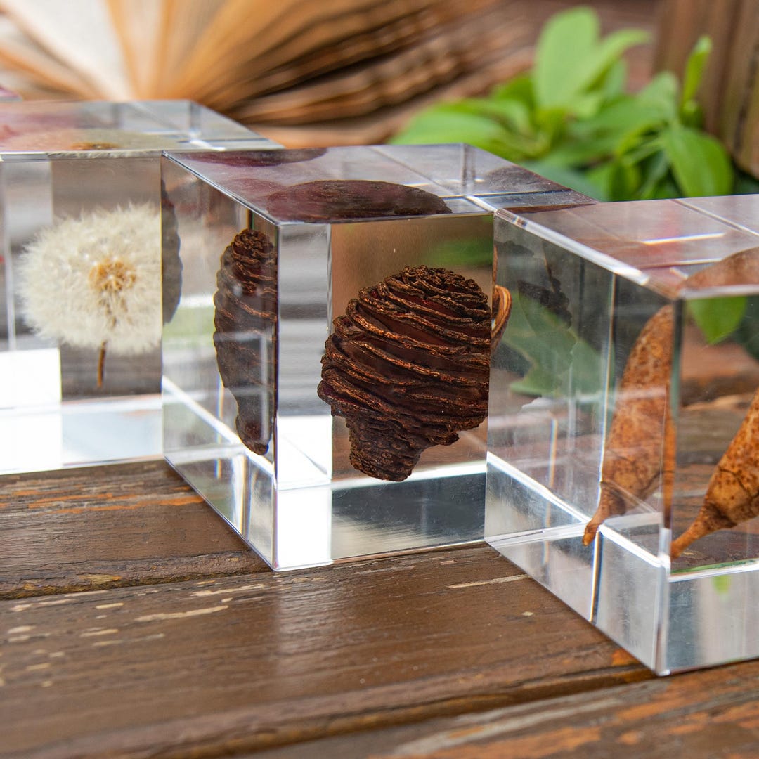 Natural Spiral Oddities Cube Decor, Platys Pod in Acrylic, High Clarity ...