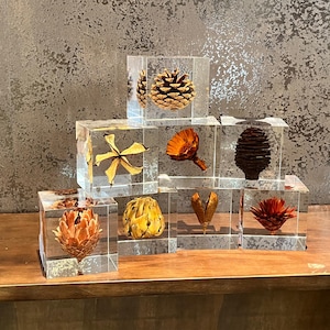 May include: Nine clear glass cubes containing various dried botanical specimens. The cubes are stacked in a pyramid formation on a wooden surface. The botanicals include a pine cone, a flower, a seed pod, a leaf, and a small twig.