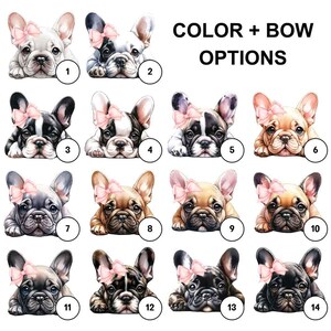 Frenchie Bulldog with a bow. Skin color options includes but not limited to white, brindle, fawn, gay, blue and black.