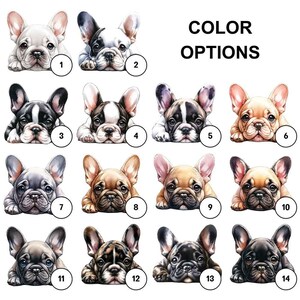 Frenchie Bulldog Color options. as white, brindle, fawn, gay, blue and black