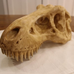 Large T-Rex Skull, Tyrannosaurus rex skull replica, 3d printed, hand painted/finished