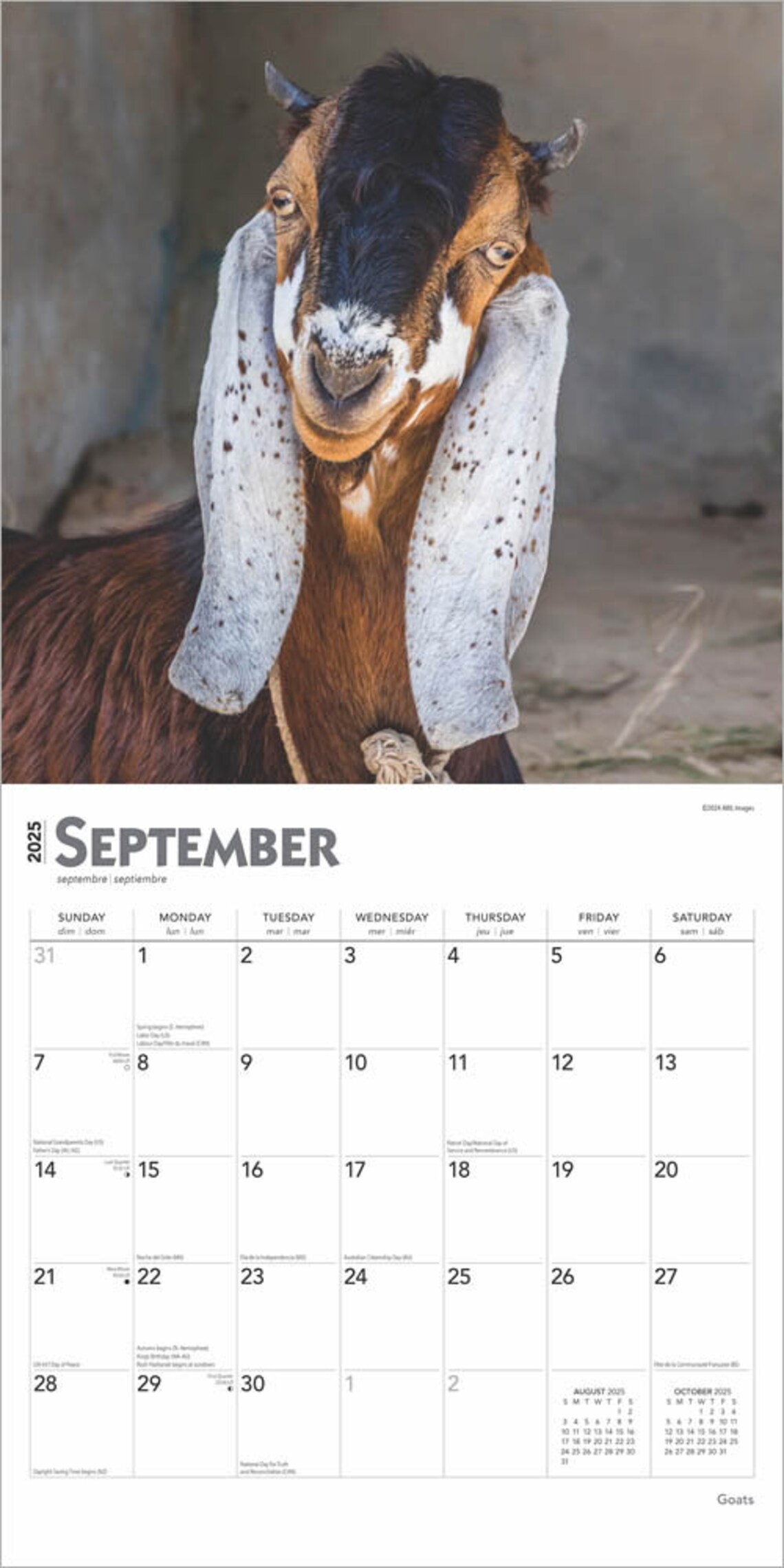 Goats Calendar 2025 Square 30cm X 30cm 100 Plastic Free Etsy