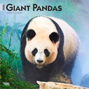 Giant Pandas Calendar 2026 | Square 30cm x 30cm | 100% Plastic Free
