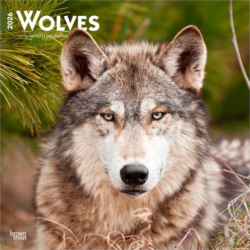 Wolf Calendars For 2026 Etsy UK Il 2upi 