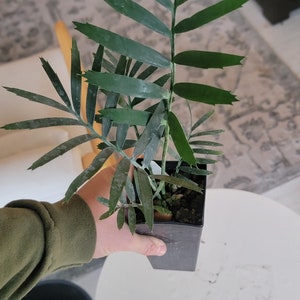 E. Lehmanii Kirkwood Blue Cycad Seedling 1 3 Leaf image 3