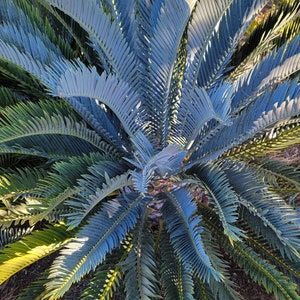 E. Lehmanii Kirkwood Blue Cycad Seedling 1 3 Leaf image 4