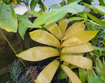 Z. Splendens Cycad Seedling (1-3 leaf)