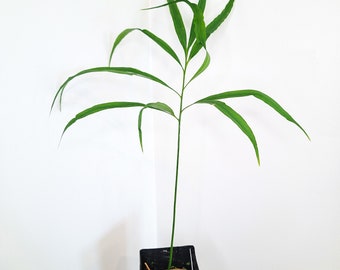 Cycas Multipinatta (Seedling 1 - 3 leaf)  RARE
