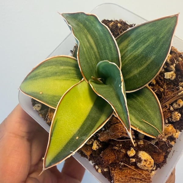 Sansevieria Blue Kew Variegated, Rare Find , Exact Plant, US Seller