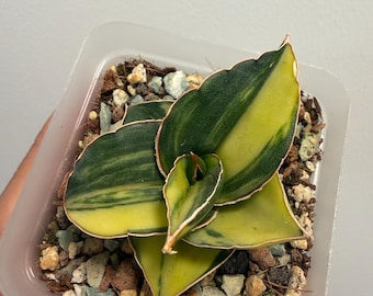 Sansevieria Pinguicula Variegated, Walking Sansevieria, Rare Find, Exact  Plant, US Seller - Etsy