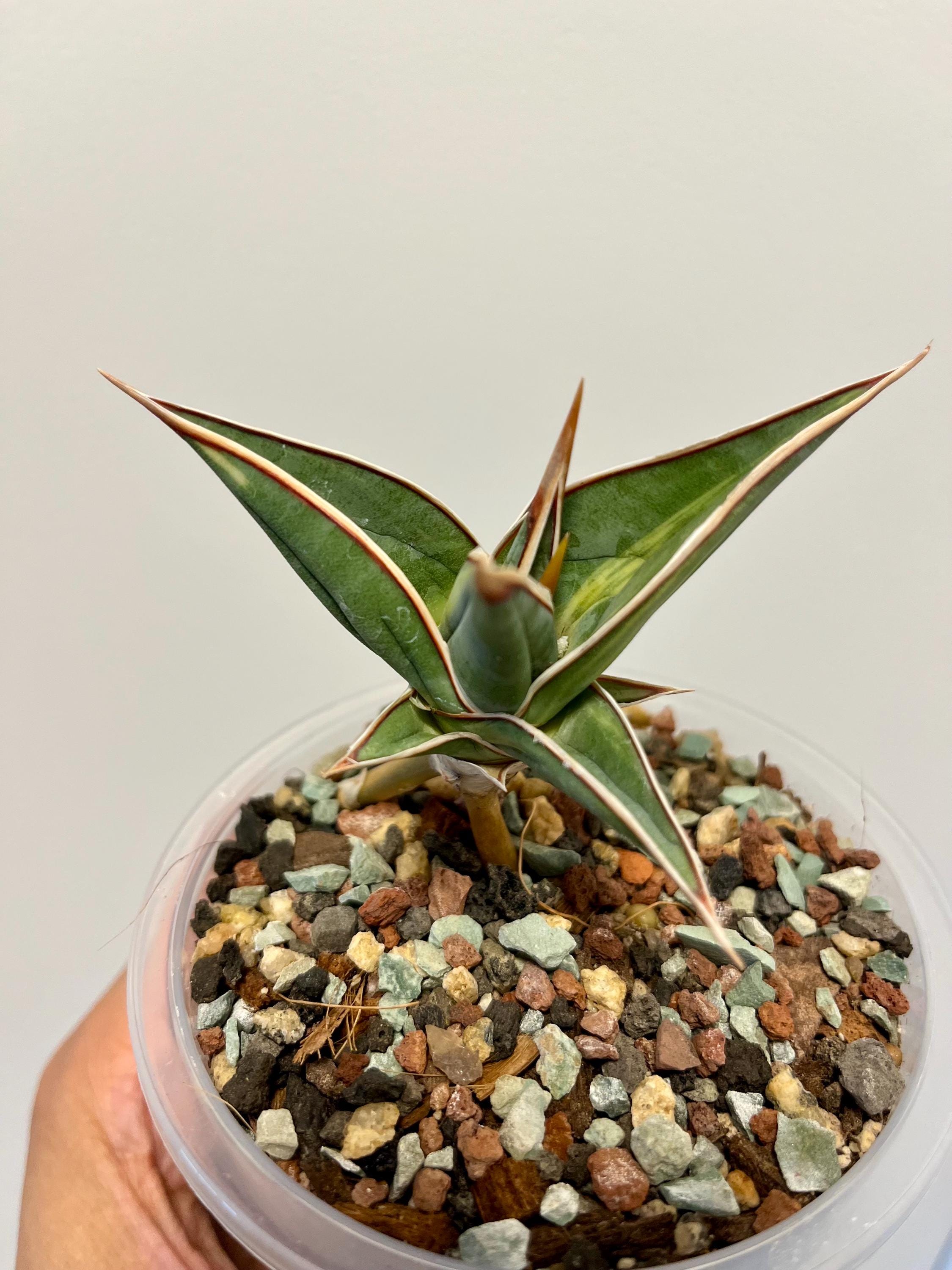 Sansevieria Pinguicula Variegated, Walking Sansevieria, Rare Find, Exact  Plant, US Seller
