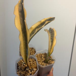 snake plant sansevieria trifasciata Sansevieria Zeylanica, Snake Plants