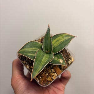 Beauty Queen Sansevieria - Etsy