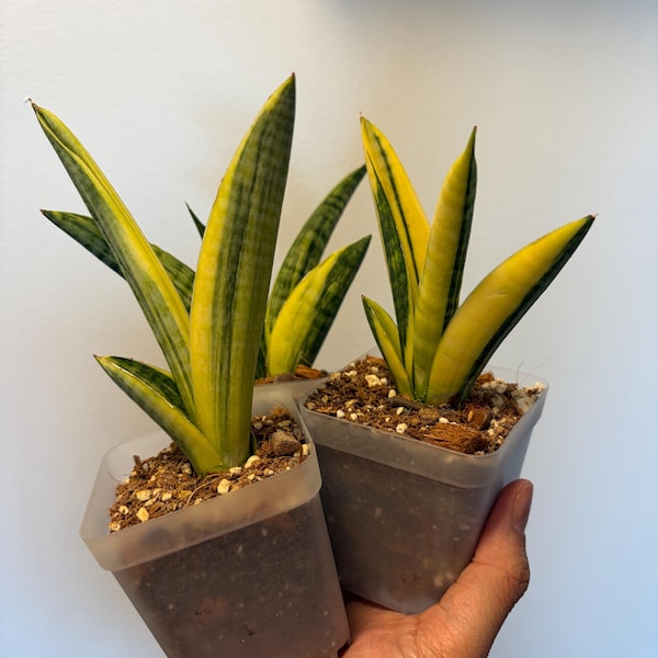 Sansevieria Marsha Anjani Variegated, Grower’s Choice, Rare Find, Exact Plant, US Seller