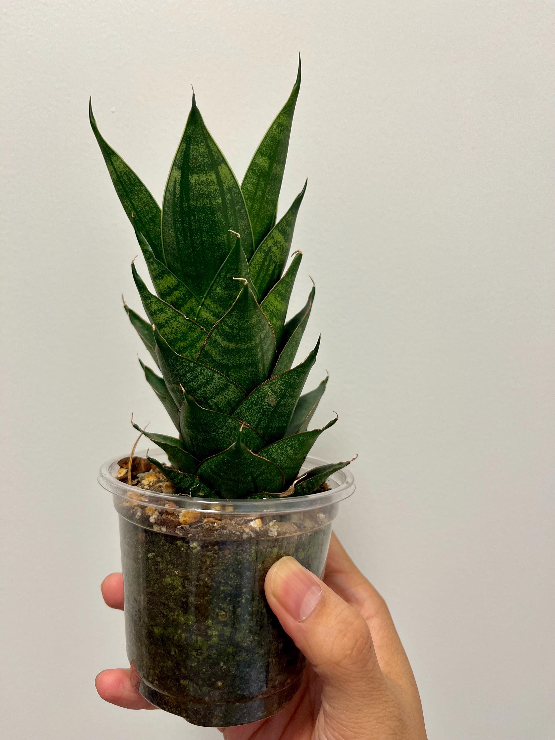 Sansevieria Dragon Scale, Grower's Choice, US Seller - Etsy