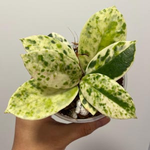 Hoya Carnosa Madara Snow Angel , Exact Plant, US Seller, Free