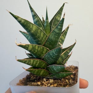 thuja occidentalis little giant Nursery.ca