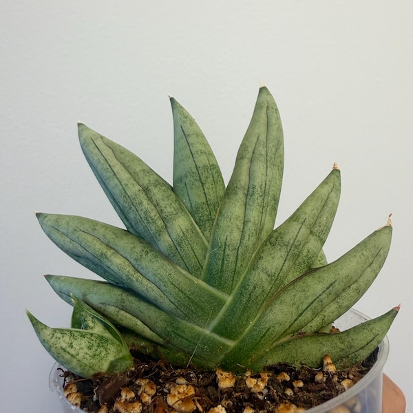 Sansevieria Nilin, Rare Find, Exact Plant, US Seller