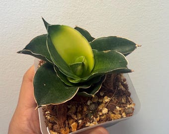 Sansevieria Pingren Variegated, Highly Variegated, Rare Find