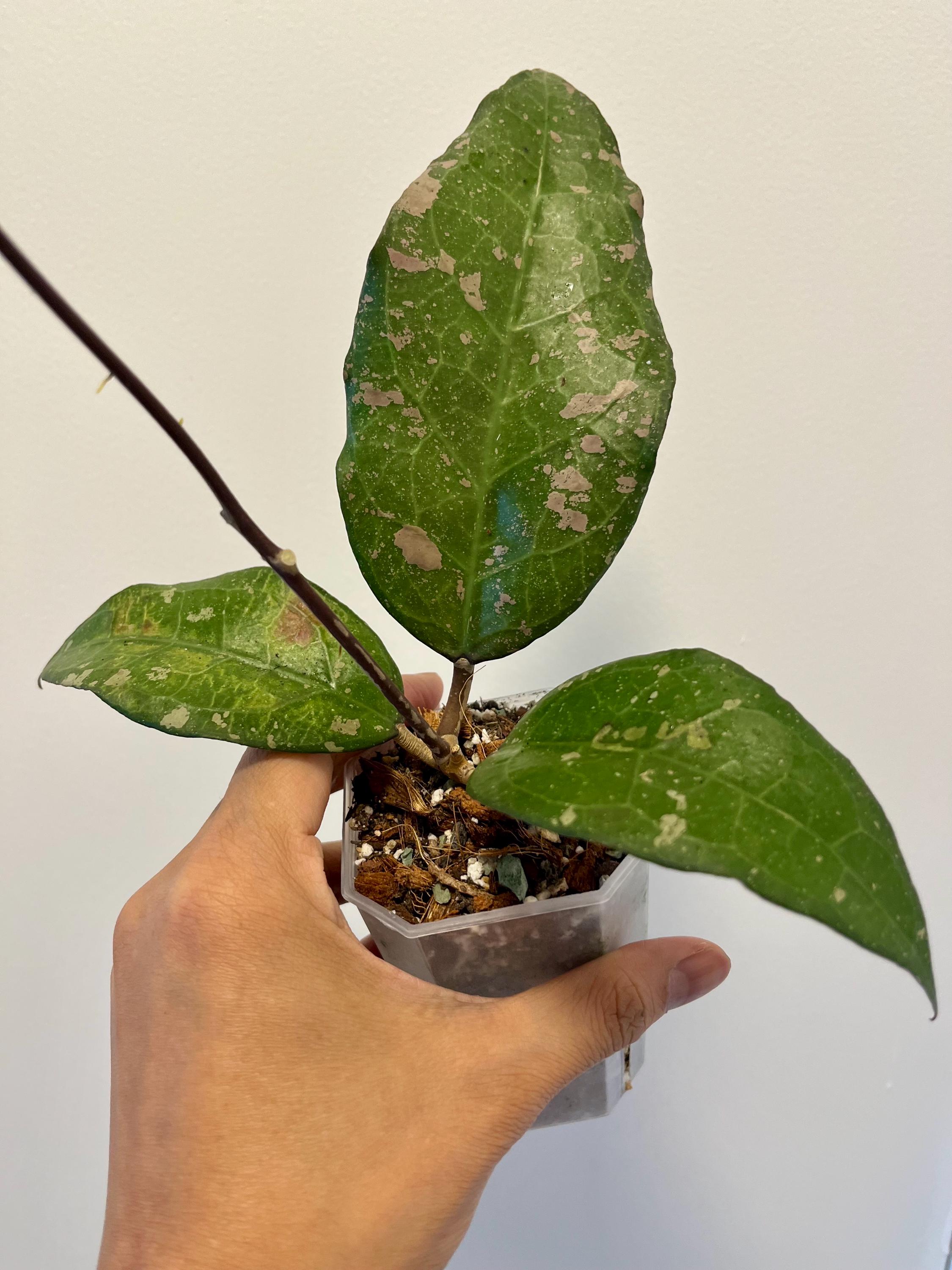 Hoya Bird of Paradise, Exact Plant, US Seller, Free Shipping - Etsy