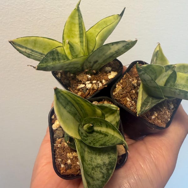 Small Sansevieria Manja Variegated, Grower’s Choice, Rare Find, US Seller
