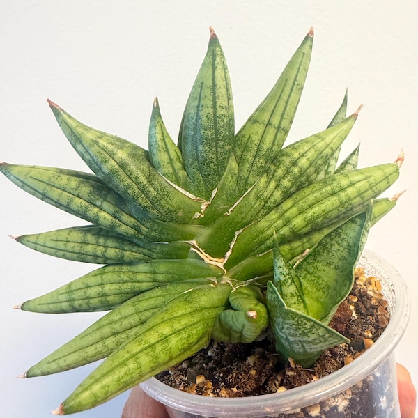 Sansevieria Yaya, Exact Plant, Rare Find, US Seller