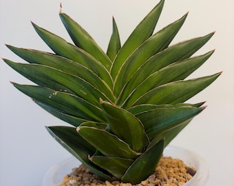 Sansevieria Pingren Variegated, Highly Variegated, Rare Find