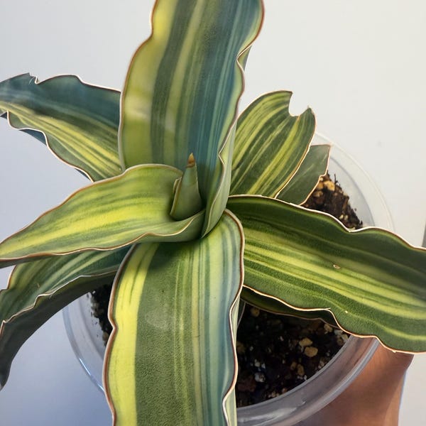 Large Sansevieria Kismayo Variegated, Exact Plant, US Seller, Shipped Bareroot