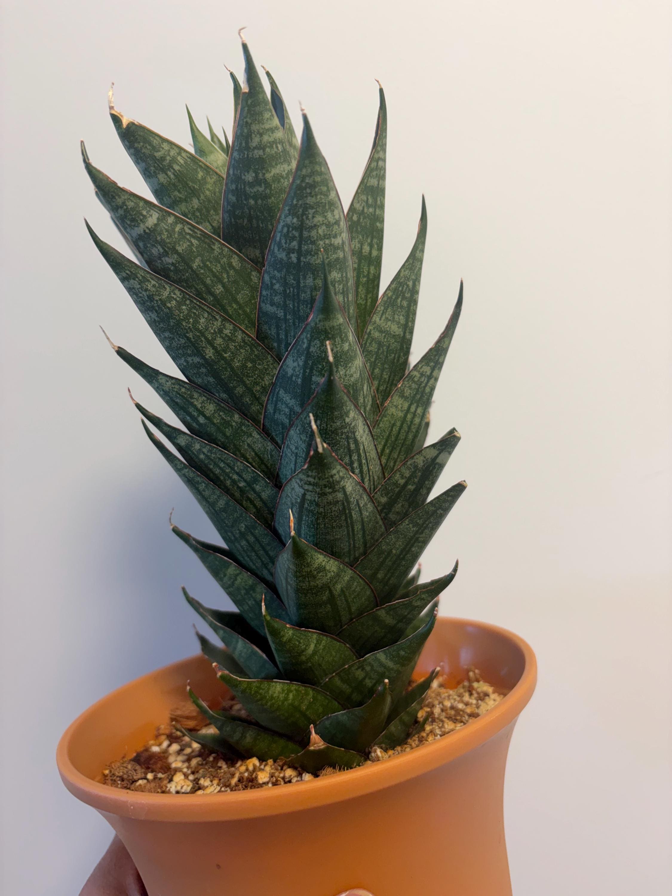 Large Sansevieria Dragon Scale, Grower's Choice, US Seller