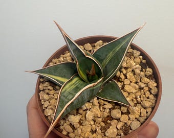 Sansevieria Pinguicula Variegated, Walking Sansevieria, Rare Find, Exact  Plant, US Seller - Etsy