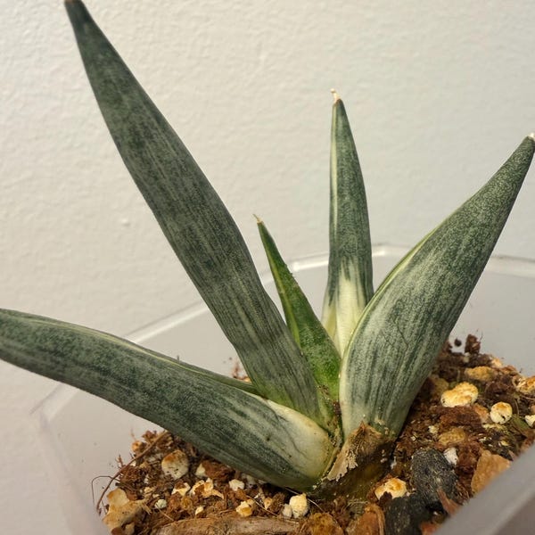 Sansevieria Yuki Onna White Veriegata, Rare Find, Exact Plant, US Seller