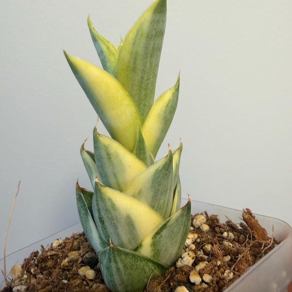 Sansevieria Pagoda Tower, Rare Find, US Seller