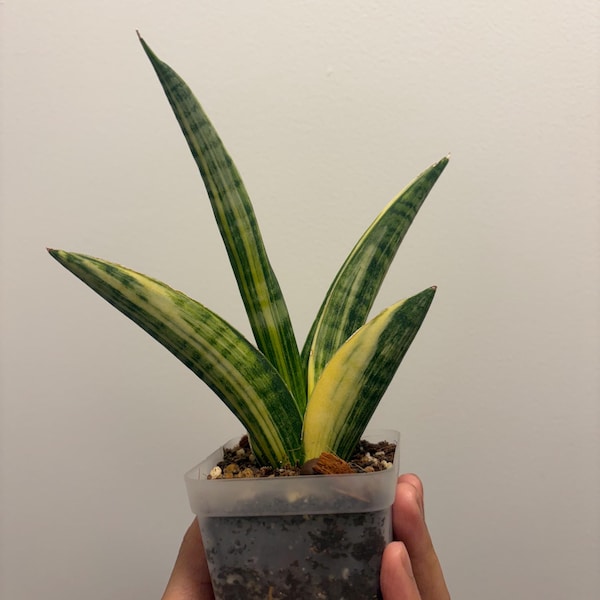 Sansevieria Marsha Anjani Variegated, Rare Find, Exact Plant, US Seller