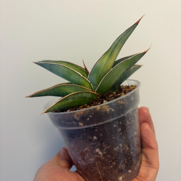 Sansevieria Johannesburg Variegated, Rare Find, Exact Plant, US Seller