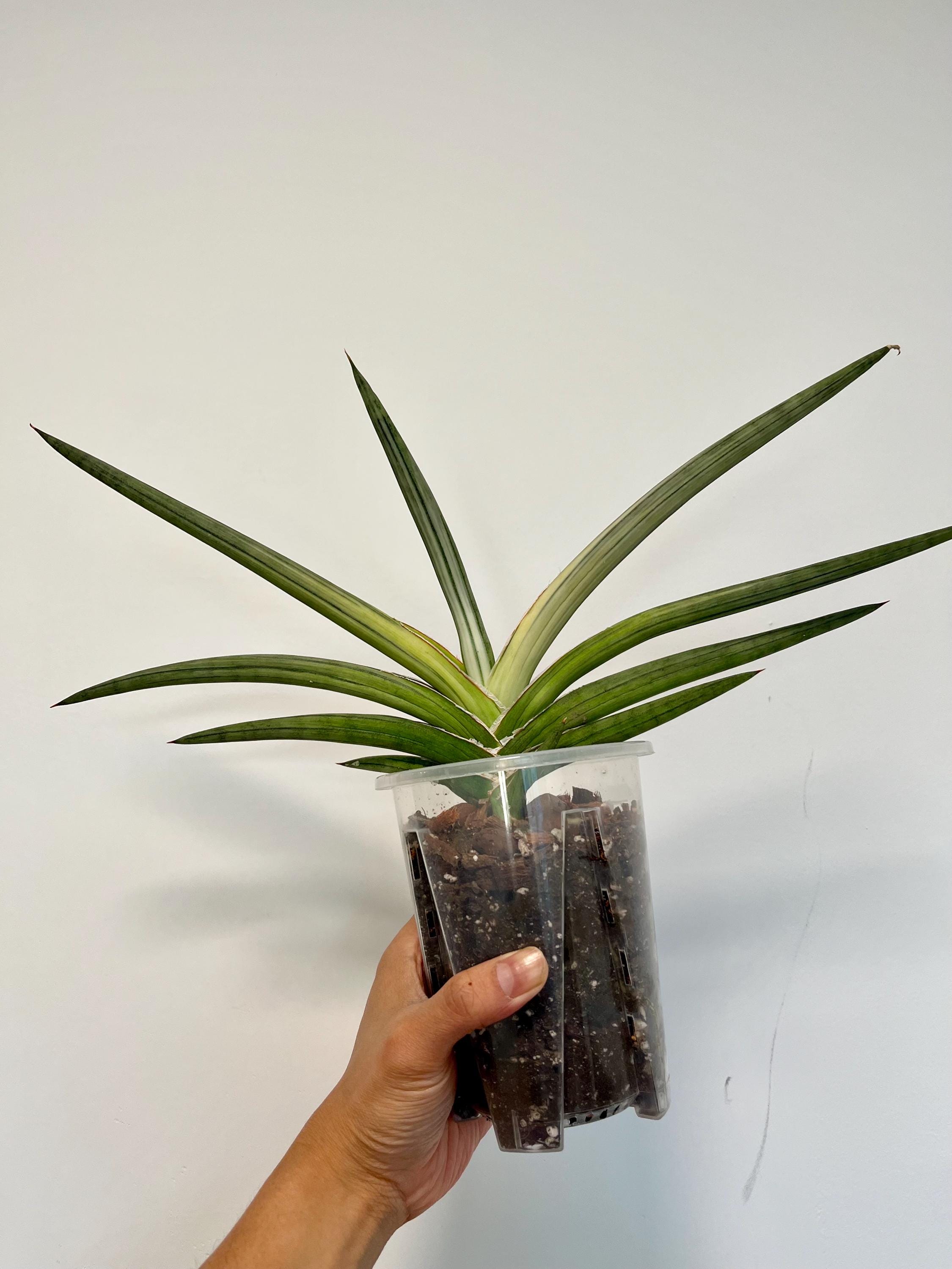 Sansevieria Silver Clone, Rare Find, Exact Plant, US Seller