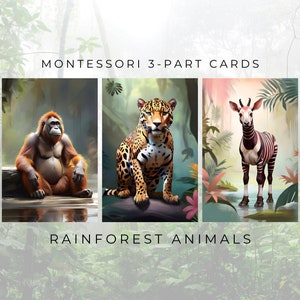 RAINFOREST ANIMALS Montessori 3-part Cards Flashcards - Etsy