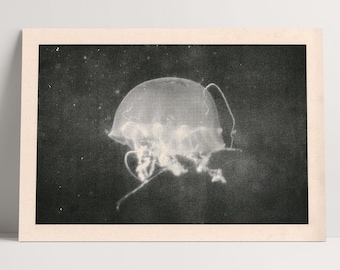 May include: A black and white photograph of a jellyfish in the water. The jellyfish is translucent and has a bell-shaped body with tentacles.