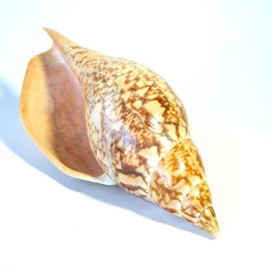 May include: A large, elongated sea shell featuring a smooth, glossy surface with a complex pattern of dark brown, jagged, and mottled markings over a cream-coloured base. The interior of the shell is a solid, smooth, light tan or beige colour.