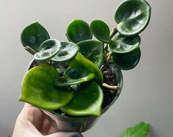 Hoya Carnosa “chelsea” 4” pot size