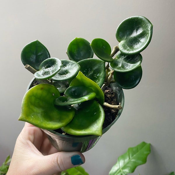 Hoya Carnosa “chelsea” 4” pot size
