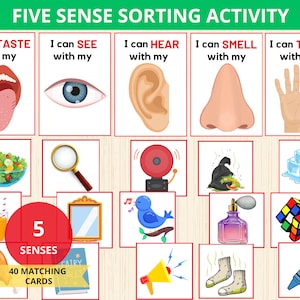 Activité de tri des cinq sens, Activités de tri des 5 sens,Jeu de classification des 5 sens,Tri des 5 sens,Préscolaire, Maternelle,Corps humain,Montessori