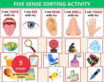 Five Senses Sorting Activity, 5 sense activities,5 Senses Classification Game,5 senses sorting,Preschool, Kindergarten,Human Body,Montessori