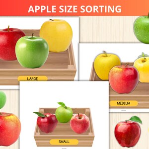 May include: An educational image titled "APPLE SIZE SORTING" shows apples in wooden trays, categorised by size: large, medium, and small. The apples are red, green, and yellow. The image is designed for learning about apple sizes.