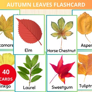 Può includere: Un set di 40 flashcard con diversi tipi di foglie autunnali. Ogni carta mostra un'immagine ravvicinata di una foglia con il suo nome stampato sotto. Le foglie sono in varie tonalità di rosso, giallo, arancione e verde.