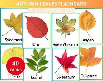 Autumn Leaves Flashcards,fall Montessori,Homeschooling,leaf identification,Leaves Learning,fall preschool,leaf flashcards,leaves preschool