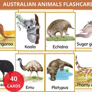 Tarjetas didácticas de animales australianos, tarjetas didácticas de Australia, tarjetas Montessori de Australia, estudio de unidad de Australia, lecciones de Australia, tarjetas de animales australianos
