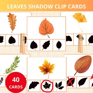 Könnte beinhalten: Lernkarten mit farbenfrohen Blätterillustrationen und ihren Schatten. Die Karten sind für Lern- und Zuordnungsaktivitäten konzipiert. Der Text "LEAVES SHADOW CLIP CARDS" steht oben, und ein roter Kreis mit "40 CARDS" befindet sich unten.