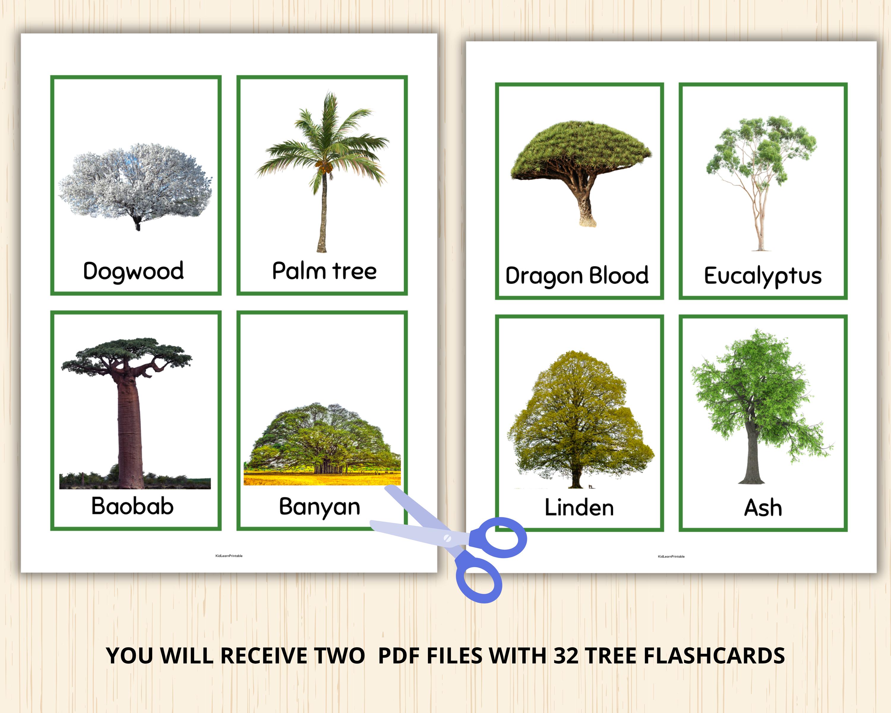 Tree Card Eyfs Tree Flashcards,tree Montessori Preschool,tree Unit Study,forest ...